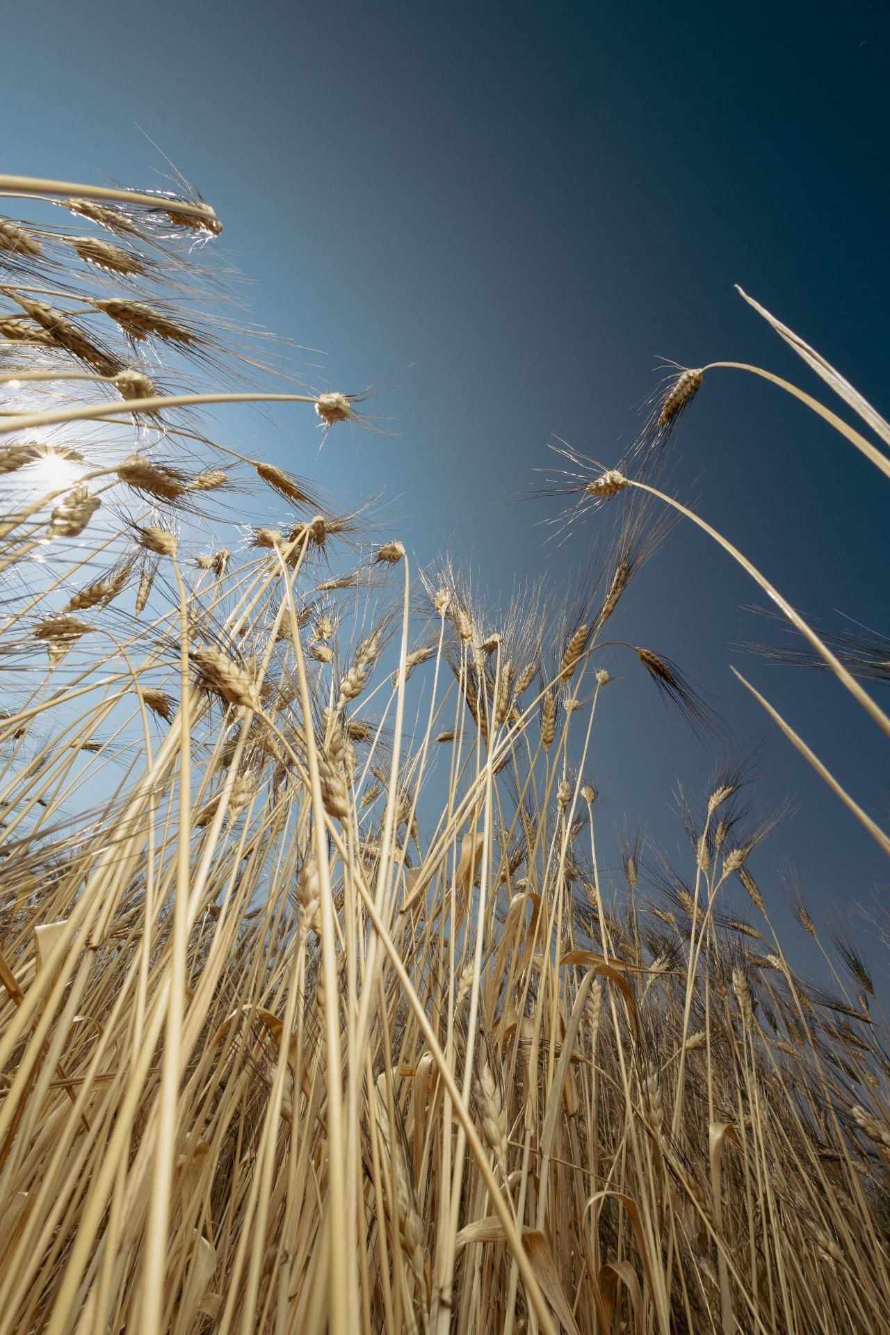 Detail of ancient wheat roots and dry stalks