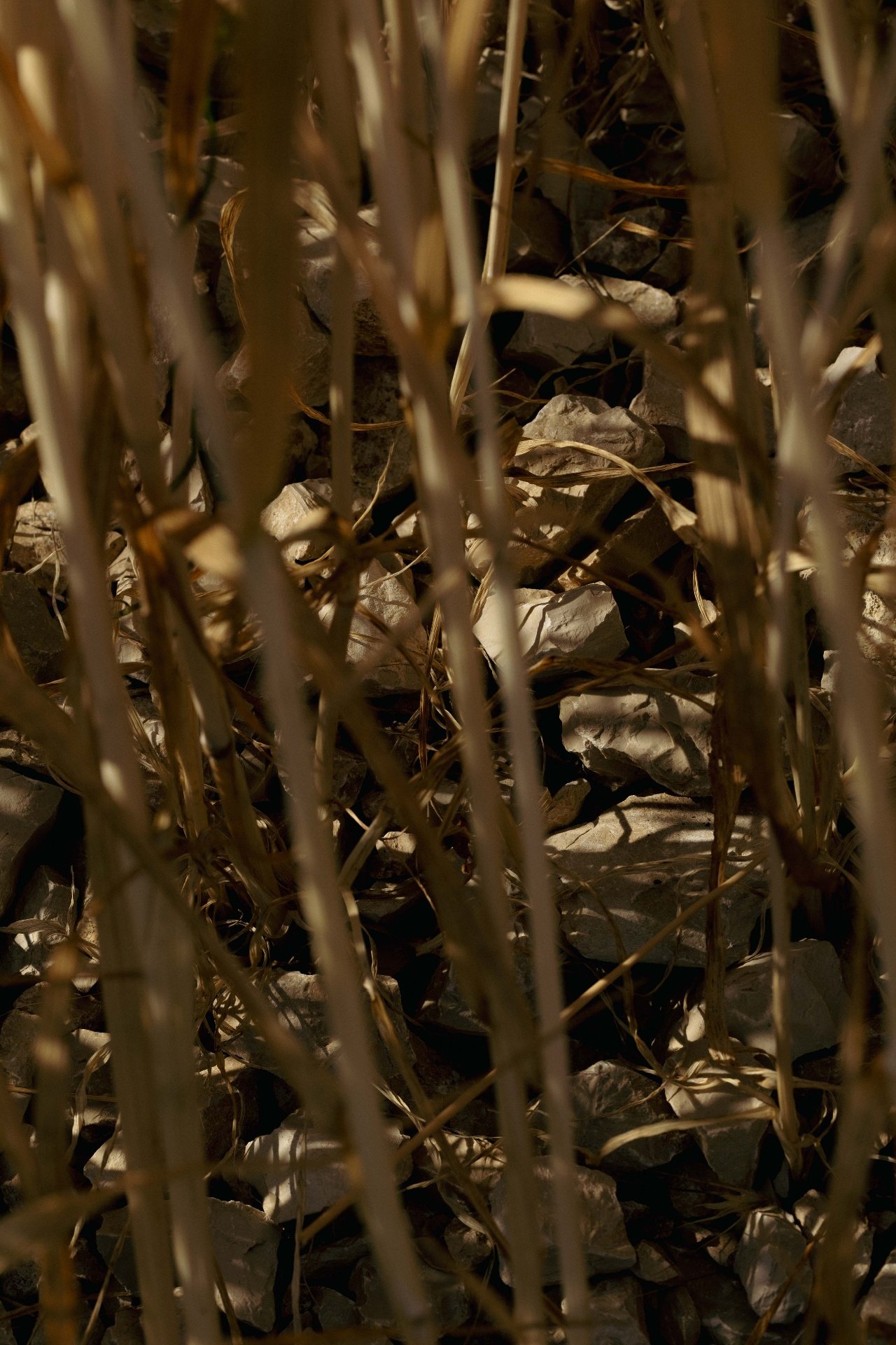 Ancient wheat stalks growing through limestone clay stones