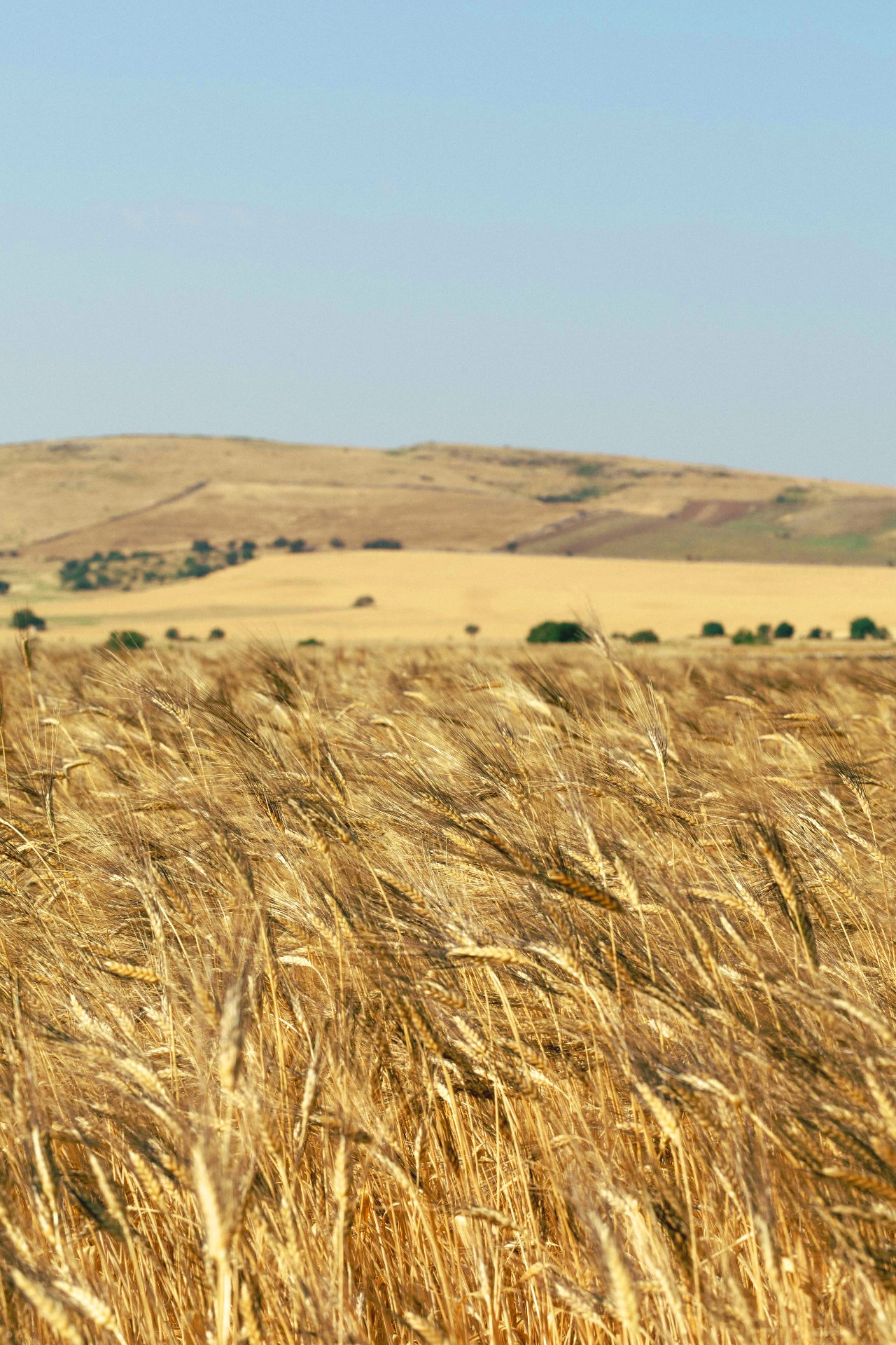 Rolling wheat fields with hills on the horizon