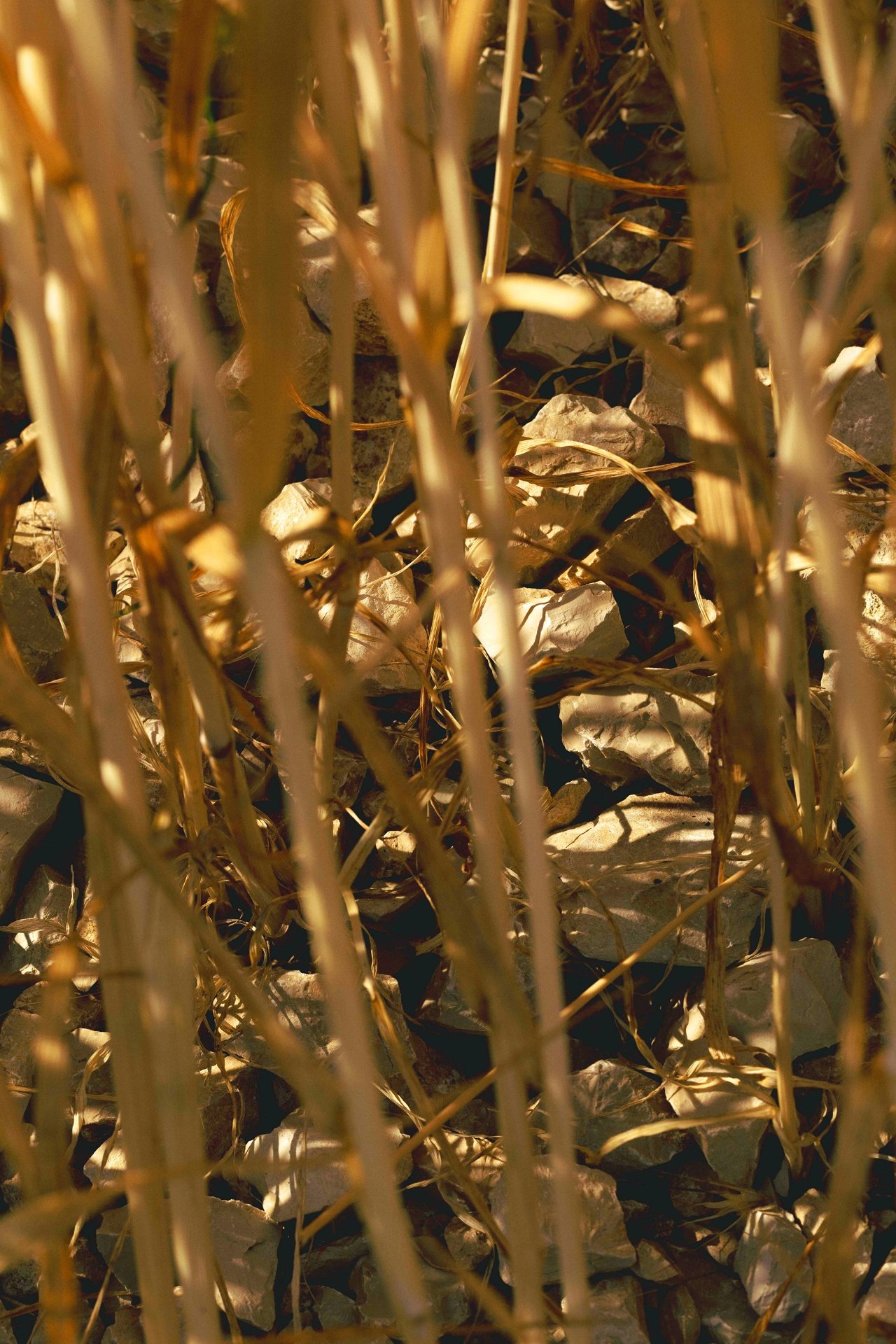 Wheat stalks growing through limestone rocks