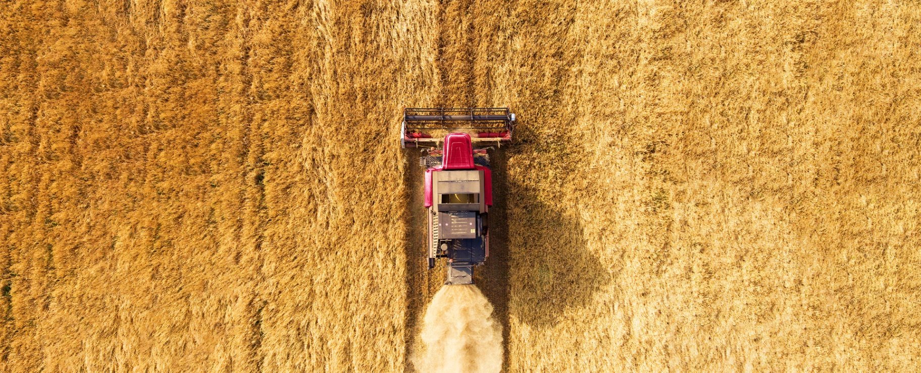 Aerial view of a combine harvester cutting through golden wheat