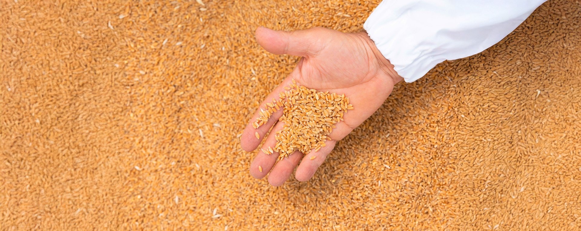 A miller's hand holding a pile of freshly milled wheat grains