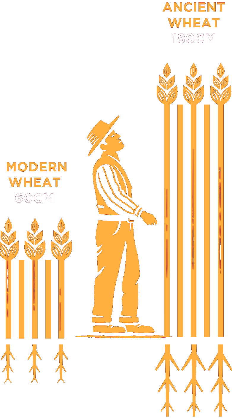 Ancient wheat (180cm) compared to modern wheat (60cm) with a farmer for scale